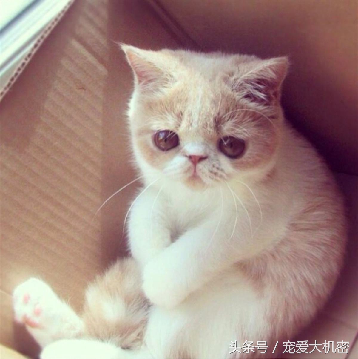 被猫咪抓伤了怎么办会得狂犬病,猫咪抓伤怎么处理