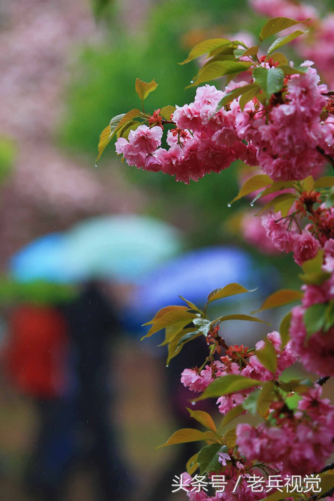 从大连到杭州上海苏州,大连到杭州旅行