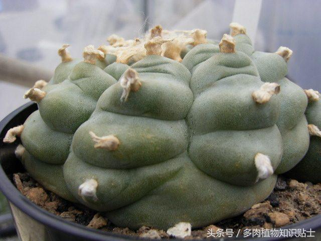 仙人球门道这么深，听我一点一点和你说