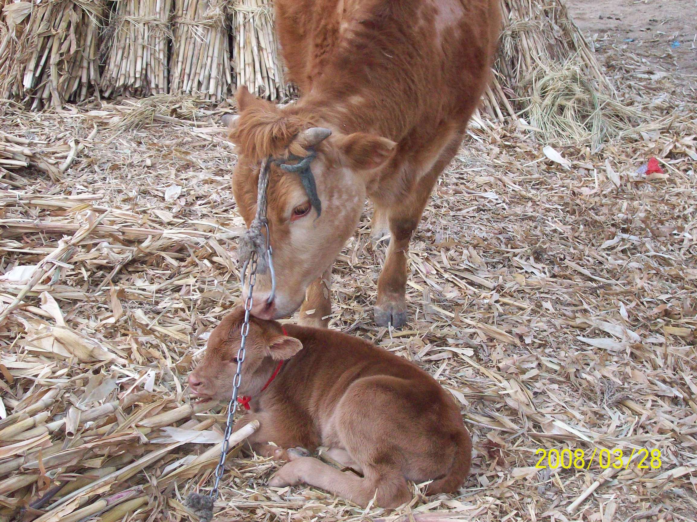 往事成烟---日本人三好武男先生和我的家乡北甸村