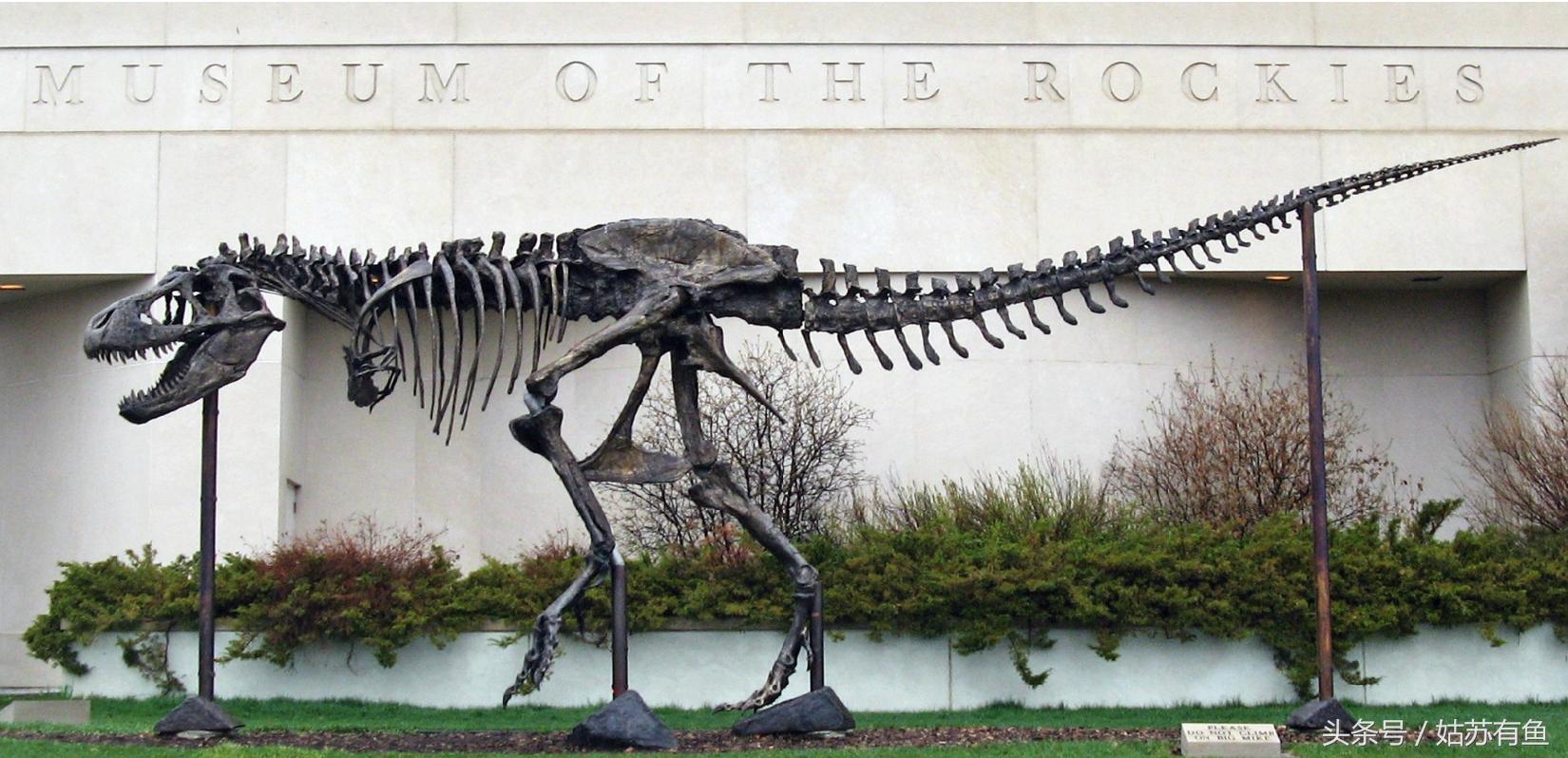 过客匆匆！那些曾经的地球霸主们（9）：霸王龙（雷克斯暴龙）