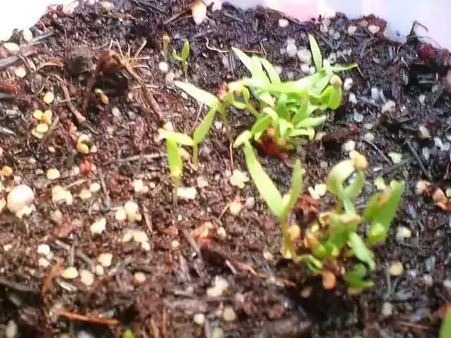 在家里边种枸杞好不好,在家里可以种枸杞树吗