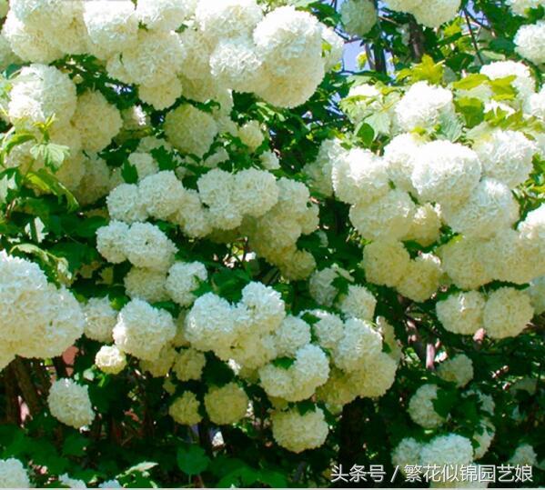 紫色长的像绣球一样的花,像蝴蝶一样的绣球