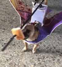 逗狗神器,逗狗神器自动发射