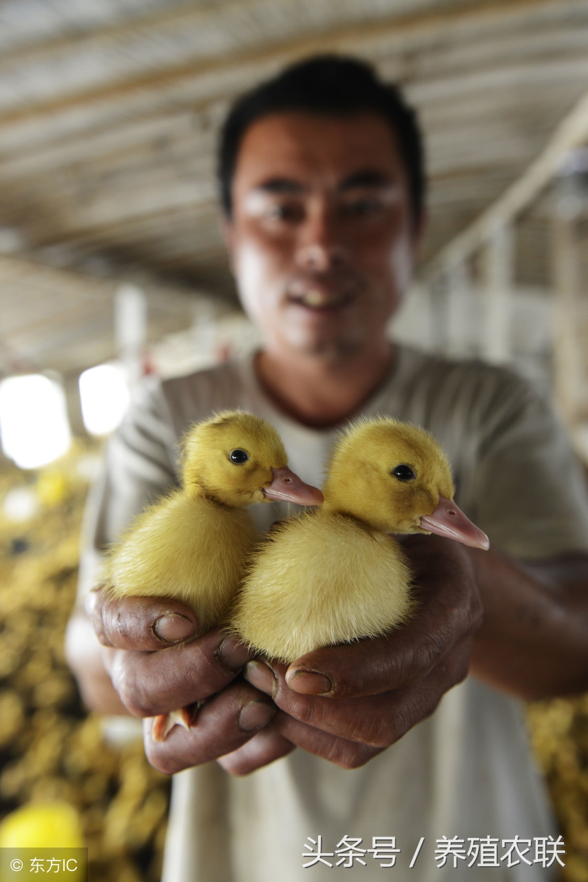 春季养雏鸭注意什么,养雏鸭的正确方法