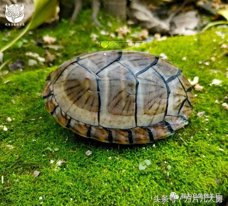 美文欣赏—头有斑、壳有纹、不加温、体型小，还不贵，它就是剃刀