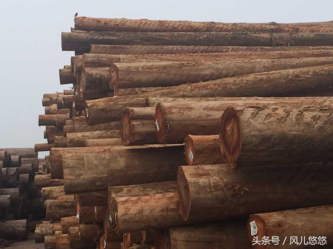 桉树危害性太大为什么还种这么多,桉树真的污染水源环境吗