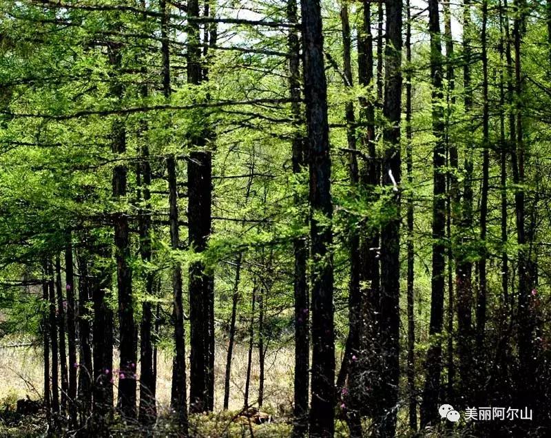 阿尔山携程购票,携程带你游