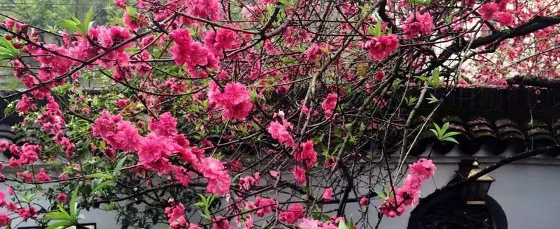 广州从化有哪些酒店泡温泉比较好,从化一小时车程