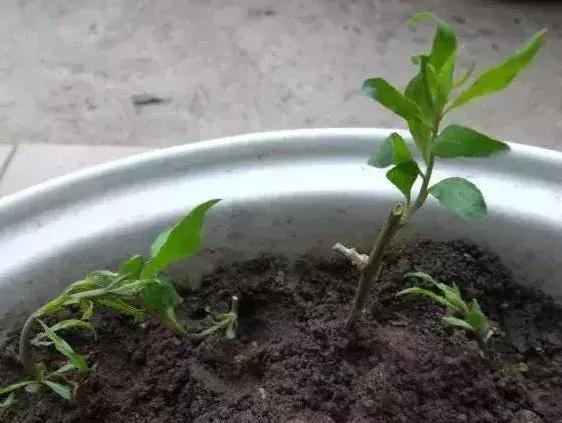 在家里边种枸杞好不好,在家里可以种枸杞树吗