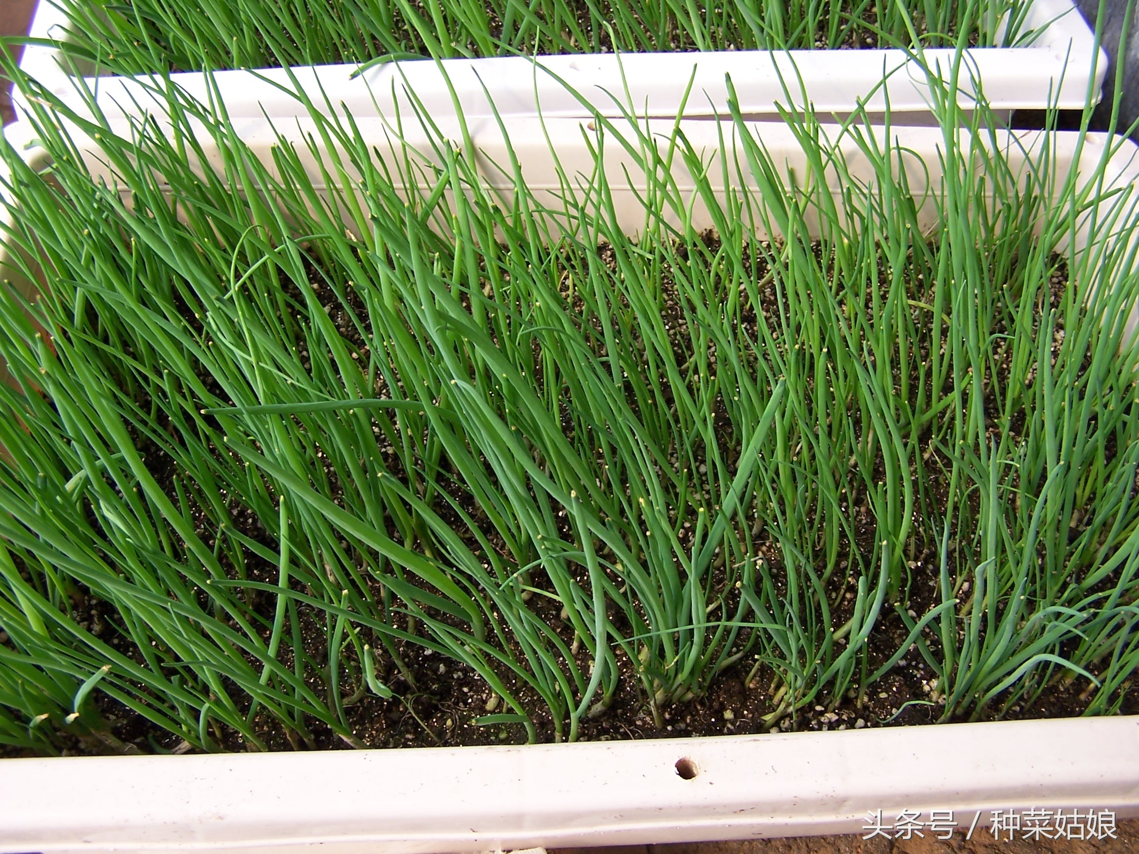 春播大葱这样育秧,大葱怎样移栽才能使葱苗变直