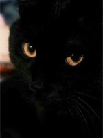 中国十大名猫狸花猫,中国古代名猫