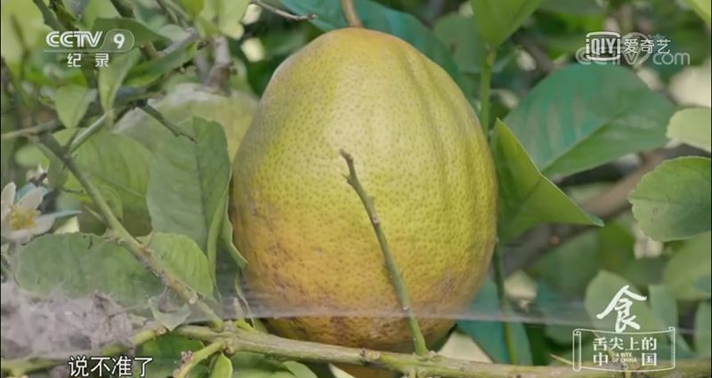 丽江舌尖上的中国纪录片,丽江舌尖上的中国视频