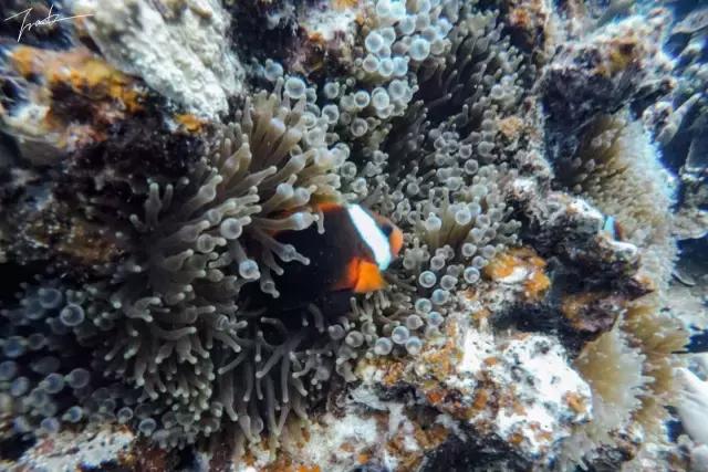 帕劳深度游出海,帕劳深潜体验