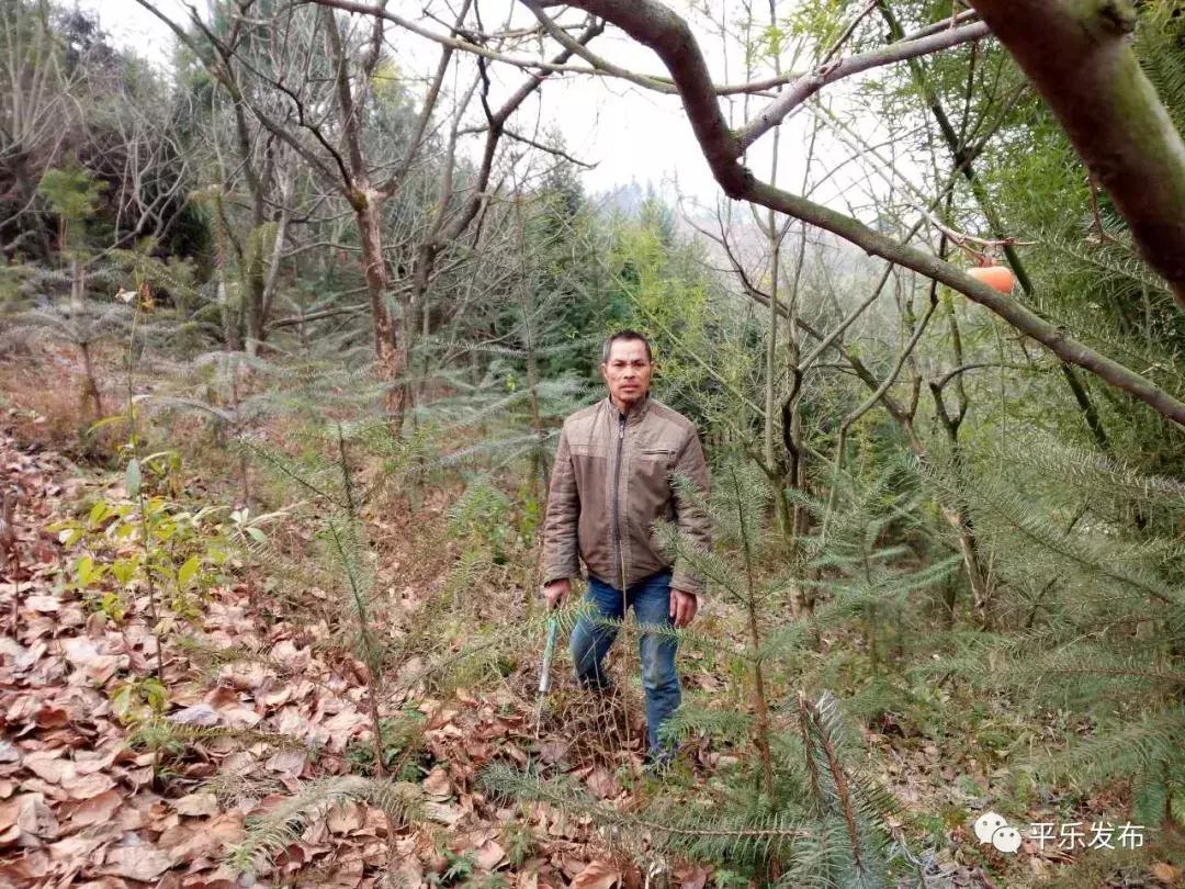 【幸福是奋斗出来的】桂林市平乐县一位残疾贫困户凤凰涅槃的事迹令人振奋