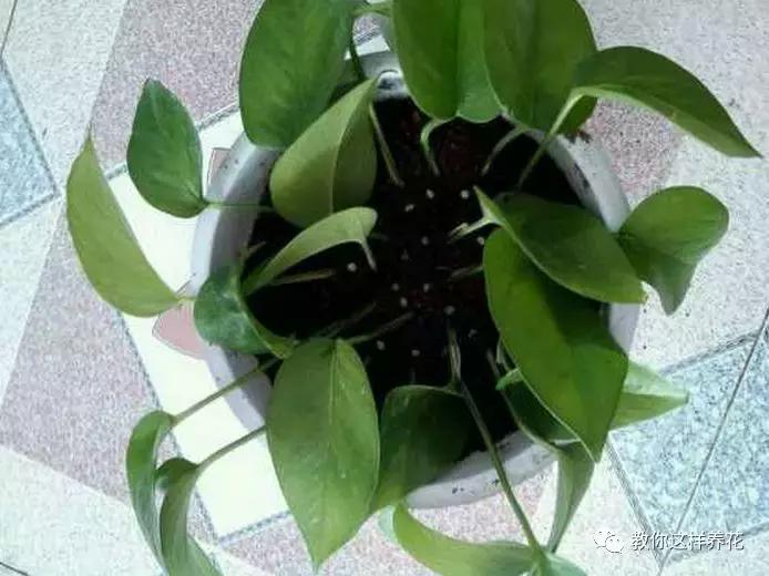 绿萝发财树杜鹃发黄萎蔫枯死，一个塑料袋就能救回！