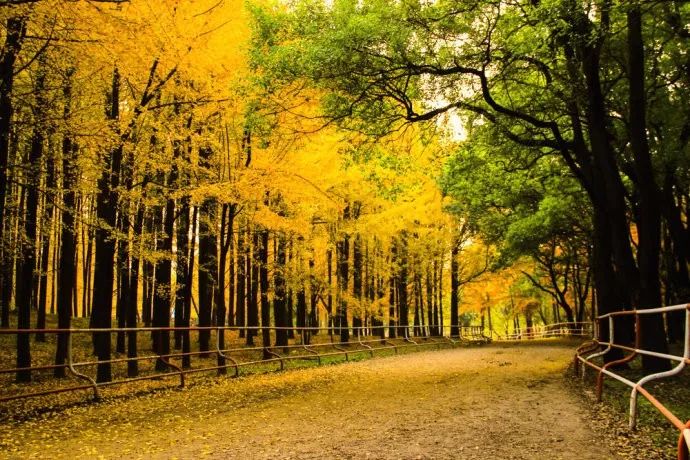 上海新年一定要去的地方,过年上海去哪玩好又便宜又好玩