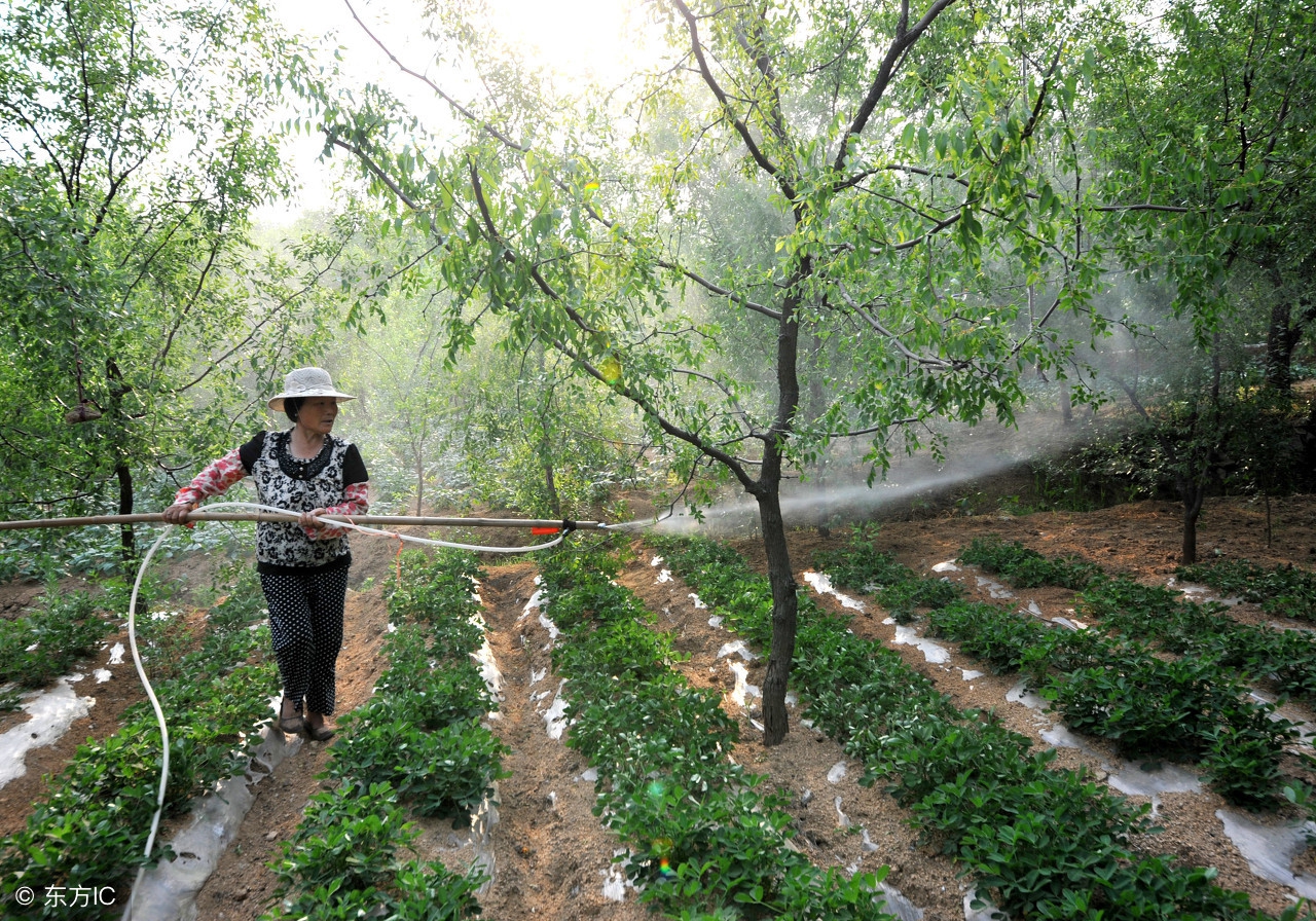 果树药害口诀及解决方法,果树产生药害有补救办法吗