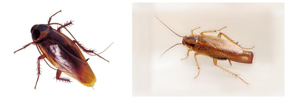 厨房蟑螂怎么彻底消灭,如何彻底消灭家中蟑螂