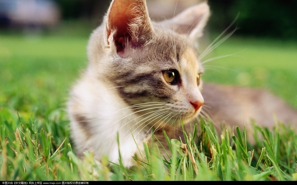 猫咪毛色的改变方法是什么,怎样从猫咪的毛发颜色辨认其性