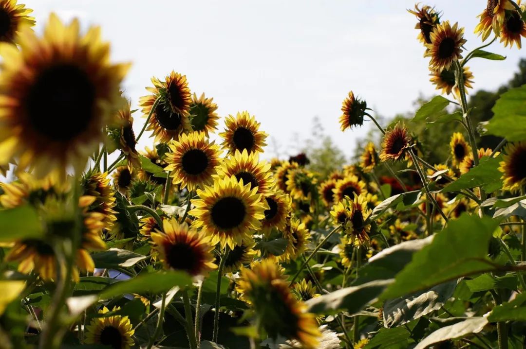 上海新年值得去的地方,春节被挤爆了的九个景点