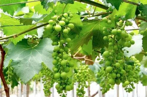 葡萄大小粒的原因和解决方法,葡萄大小粒如何处理