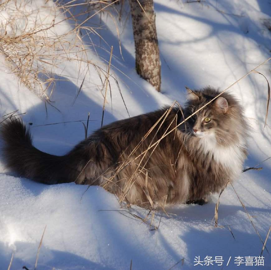 最会撩的挪威森林猫,高贵优雅灵动自然挪威森林猫