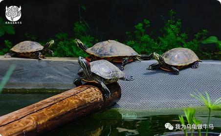 这龟白送你都不要,这篇阅读量要仆街