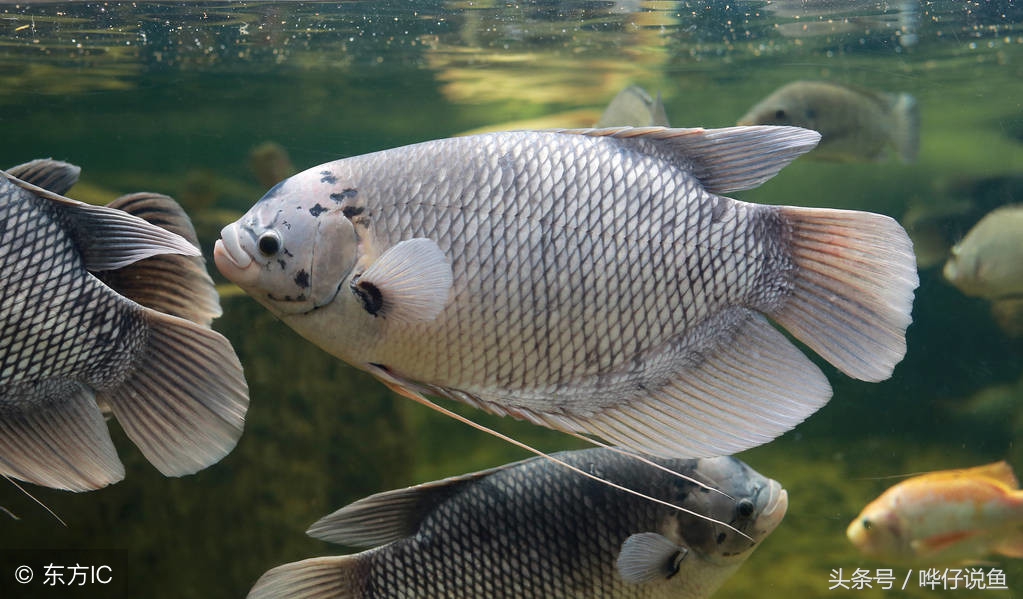 海水鱼缸新手入门观赏鱼,教你养观赏鱼视频
