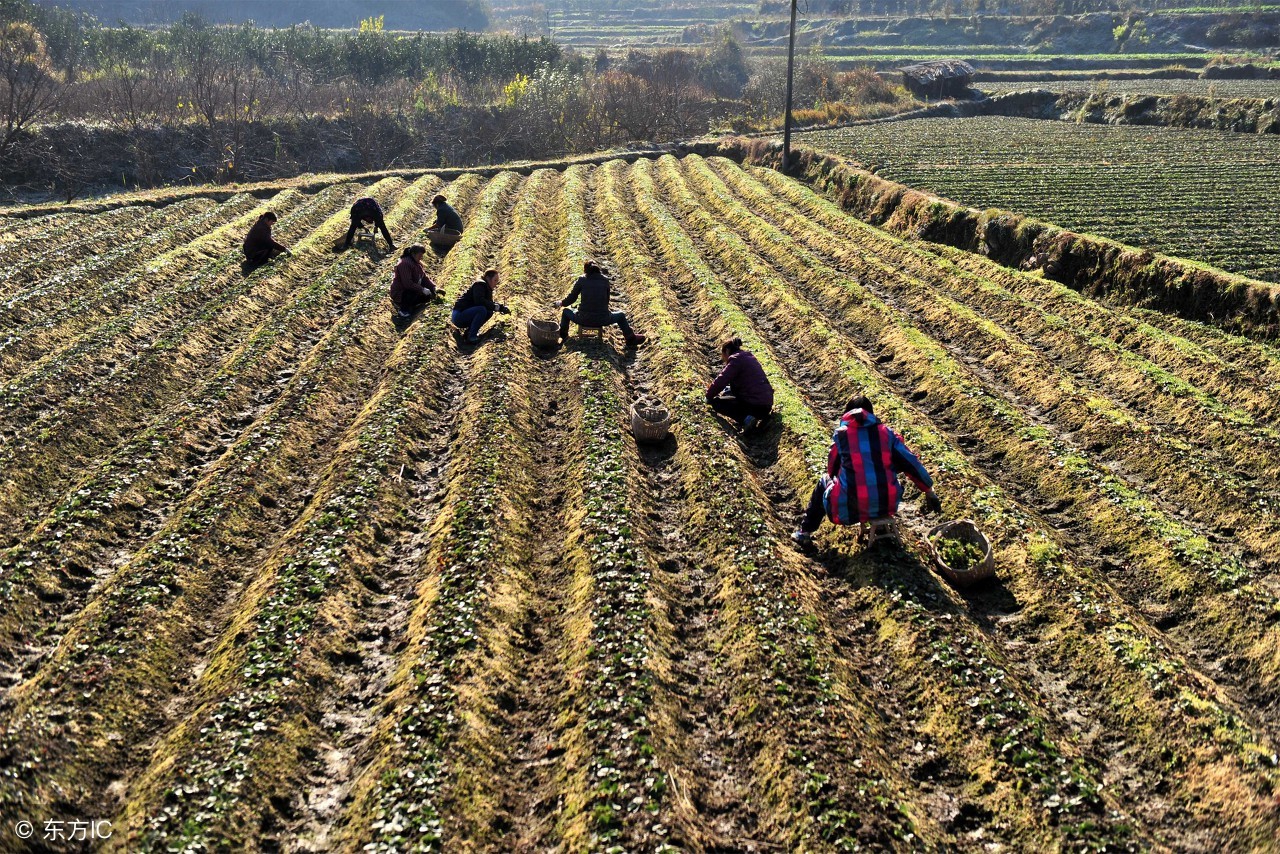 承包地纠纷处理原则,承包地有纠纷怎么处理