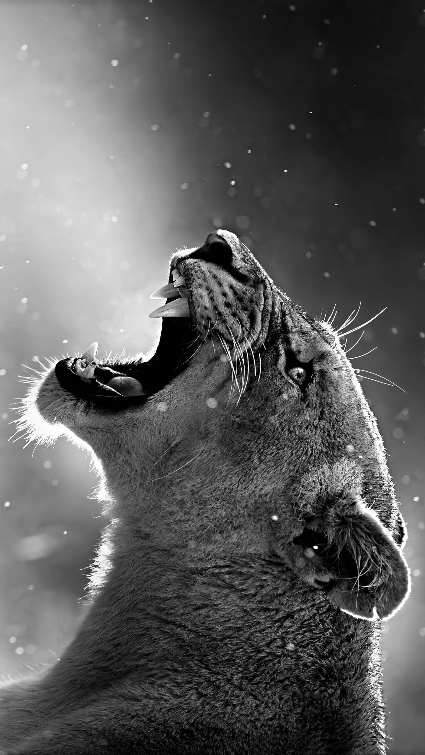 精选手机壁纸,纯粹的幸福意境黑白灰手机壁纸