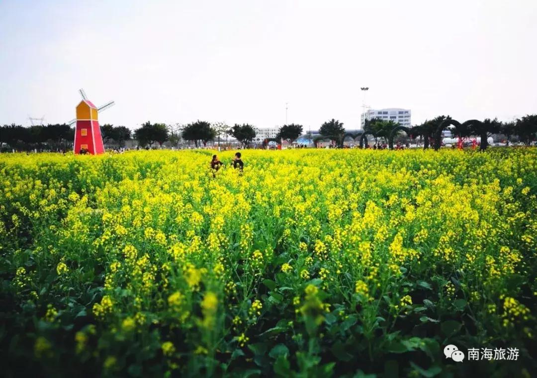 佛山南海赏油菜花,佛山南海油菜花田旅游景点