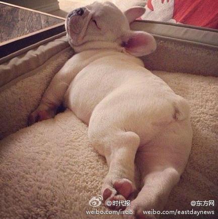 法斗的日常生活护理,法斗的日常萌图