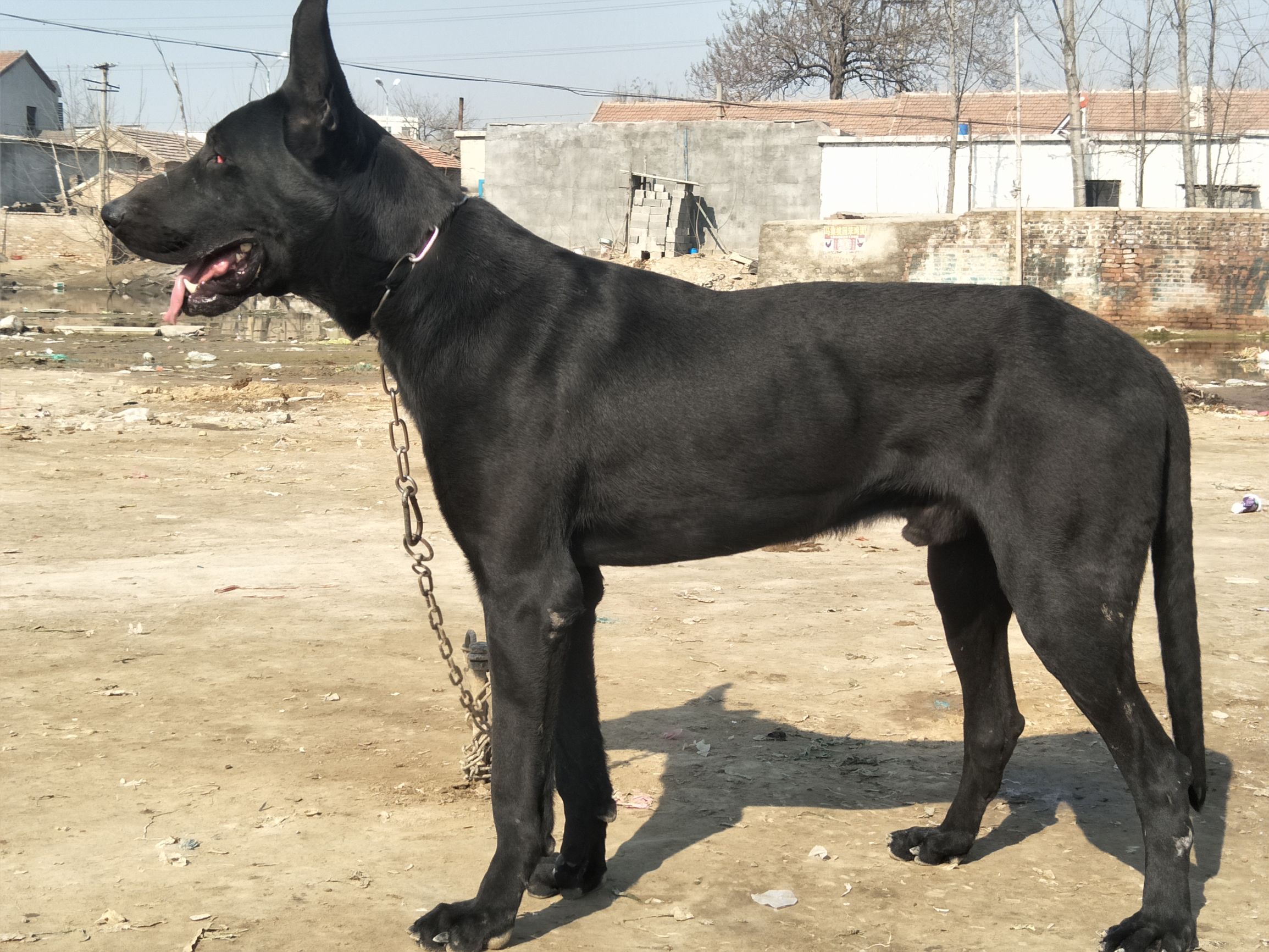 黑狼犬护食吗,黑狼犬看家护院好吗