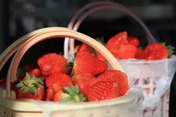 武汉比较靠谱的摘草莓基地,武汉市黄陂区摘草莓地方