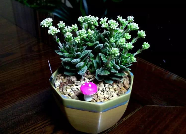 做足了功课养多肉,不用操心就能养好的多肉