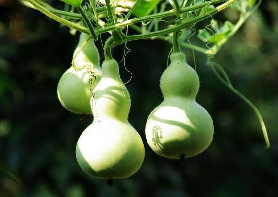 新手应该种怎么样的葫芦,种好的葫芦怎么才能让它成形