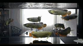 驯龙怎么让龙饿得快,如何让龙鱼改口吃饲料