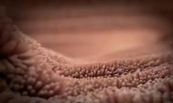 乳酸菌可以促进肠胃吸收吗,乳酸菌可以修复胃黏膜吗