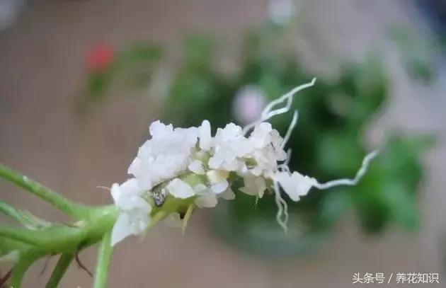 铁树的根全部烂了还能救活吗,发财树根烂了怎么救活有效