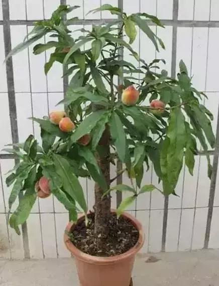 家养绿植花卉施什么肥,花卉绿植养殖方法测评