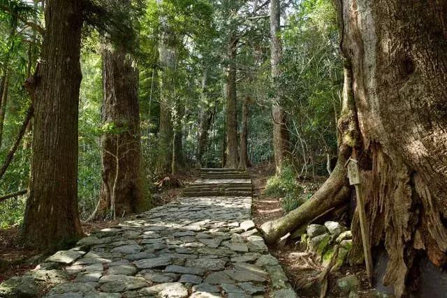 让人痴狂的伤感歌,让人痴狂诗句