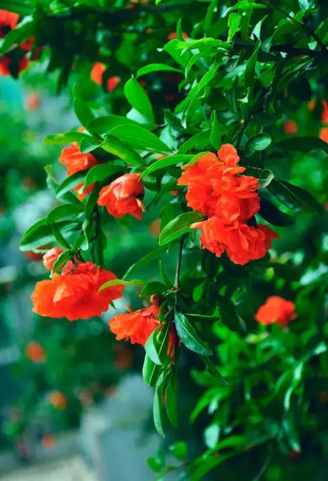 100种常年开花的植物,适合在家一年四季开花的植物