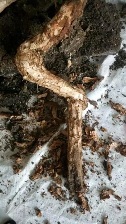 枸杞老根如何快速生根,怎样让枸杞老桩爆芽