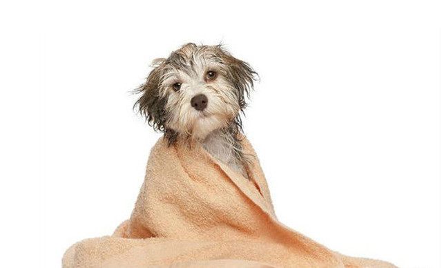 自己给狗狗洗澡还是上宠物店洗,宠物店给大型狗狗洗澡全过程