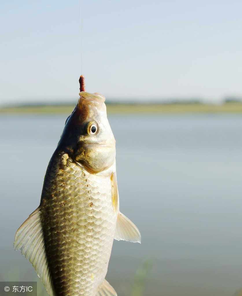 双钩挂饵钓鲢鱼的技巧