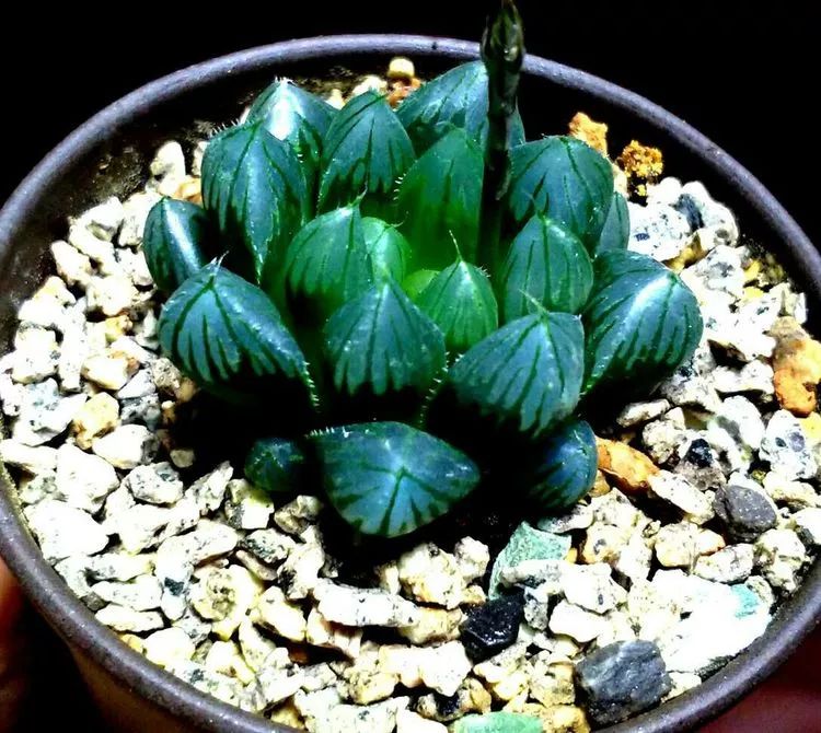 做足了功课养多肉,不用操心就能养好的多肉