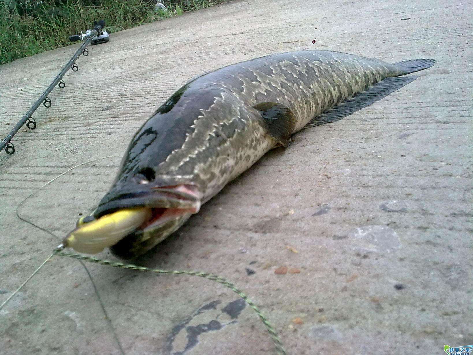淡水路亚对象鱼用什么鱼,北方淡水路亚对象鱼开口时间