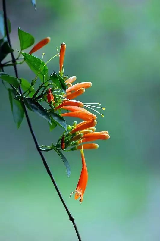 100种常年开花的植物,适合在家一年四季开花的植物