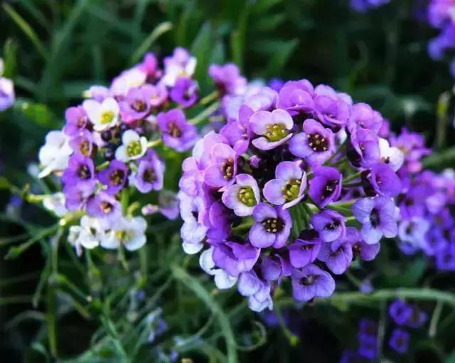 100种常年开花的植物,适合在家一年四季开花的植物